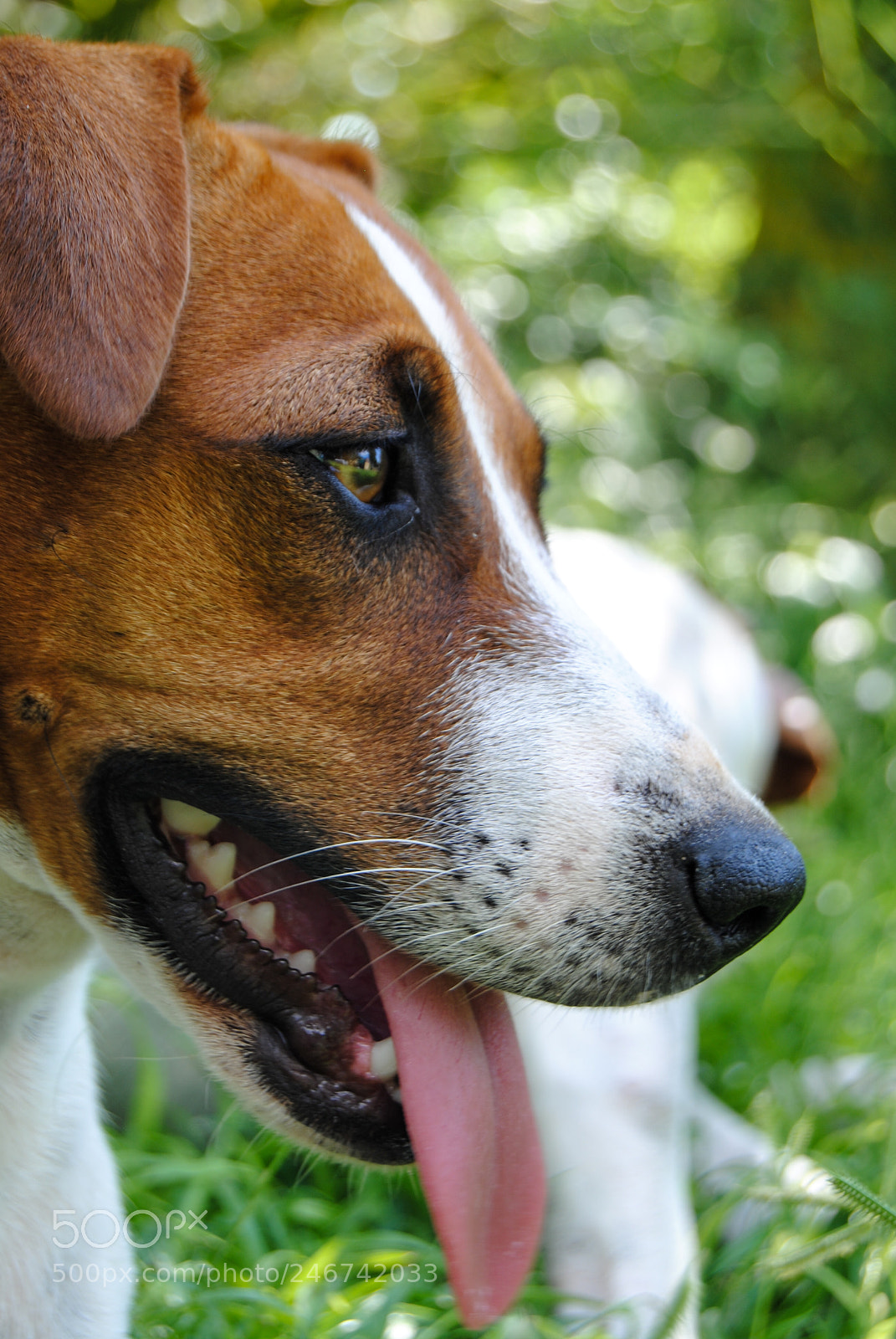 Nikon D3000 sample photo. Jack_russel_001.jpg photography