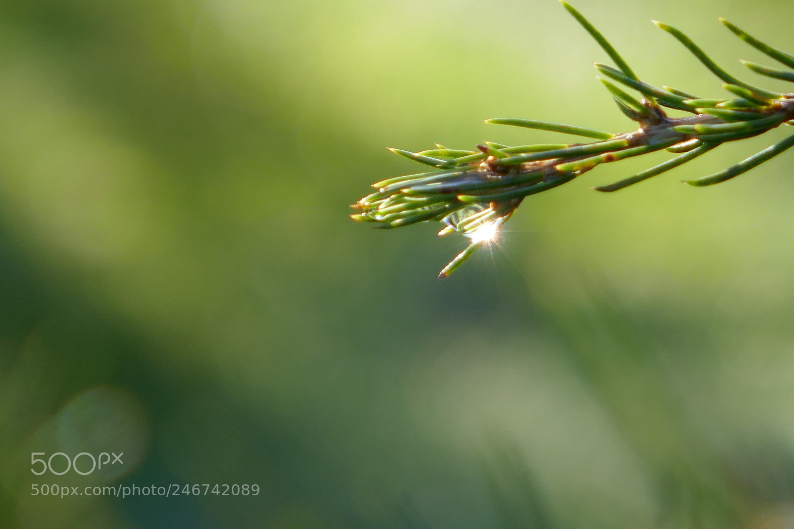 Panasonic Lumix DMC-ZS100 (Lumix DMC-TZ100) sample photo. Dew drop photography
