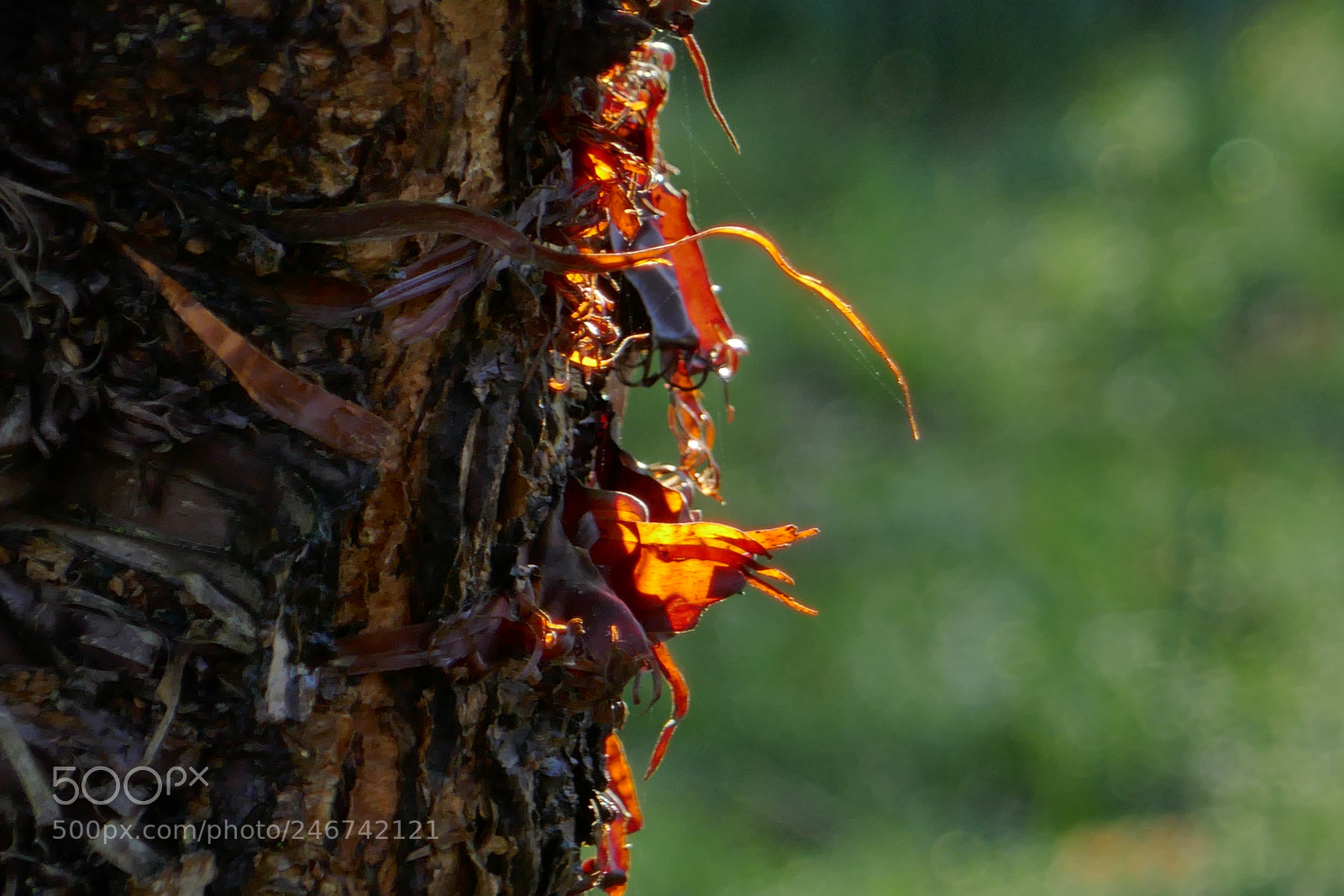 Panasonic Lumix DMC-ZS100 (Lumix DMC-TZ100) sample photo. Glowing bark photography
