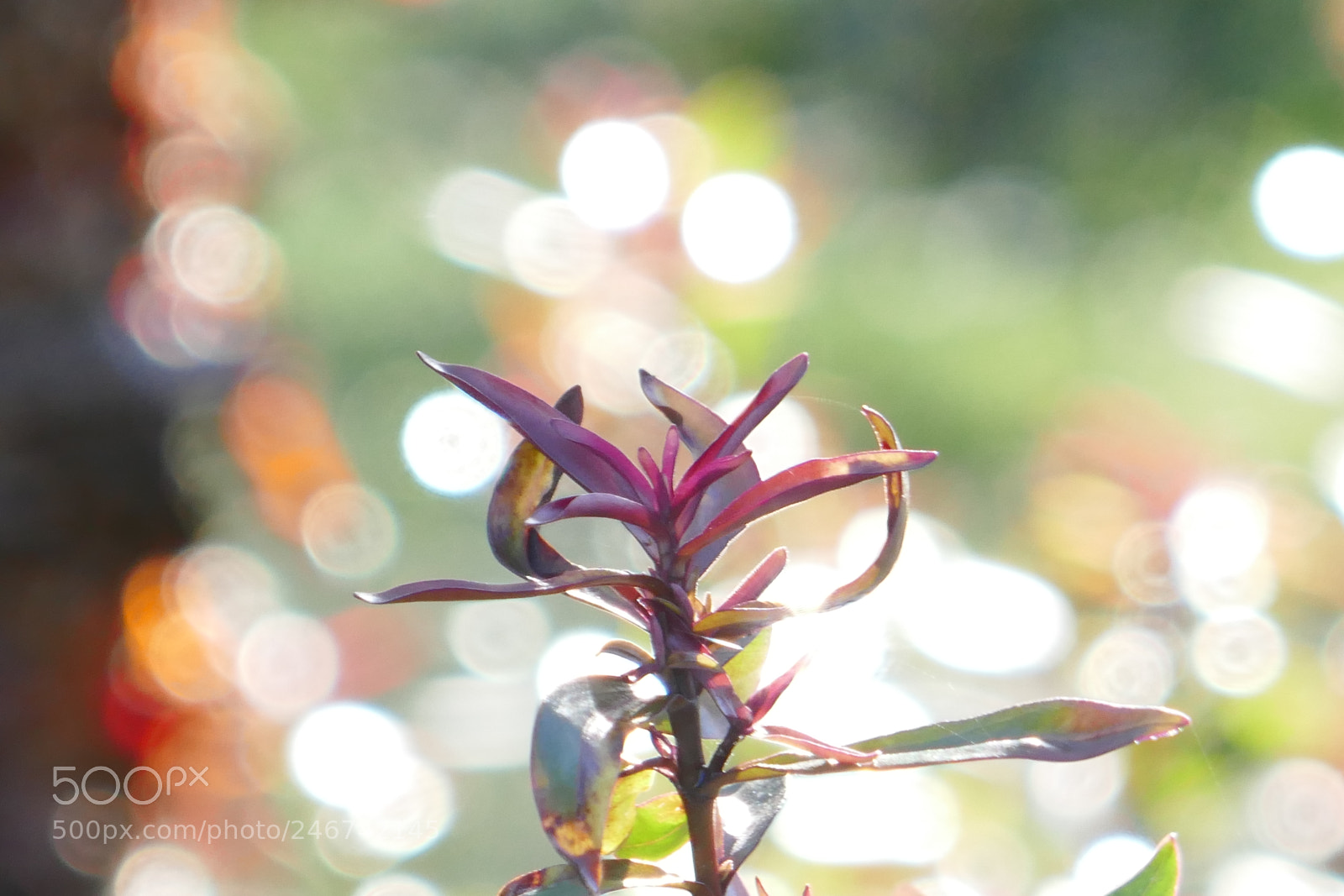 Panasonic Lumix DMC-ZS100 (Lumix DMC-TZ100) sample photo. Plant in the sunshine photography