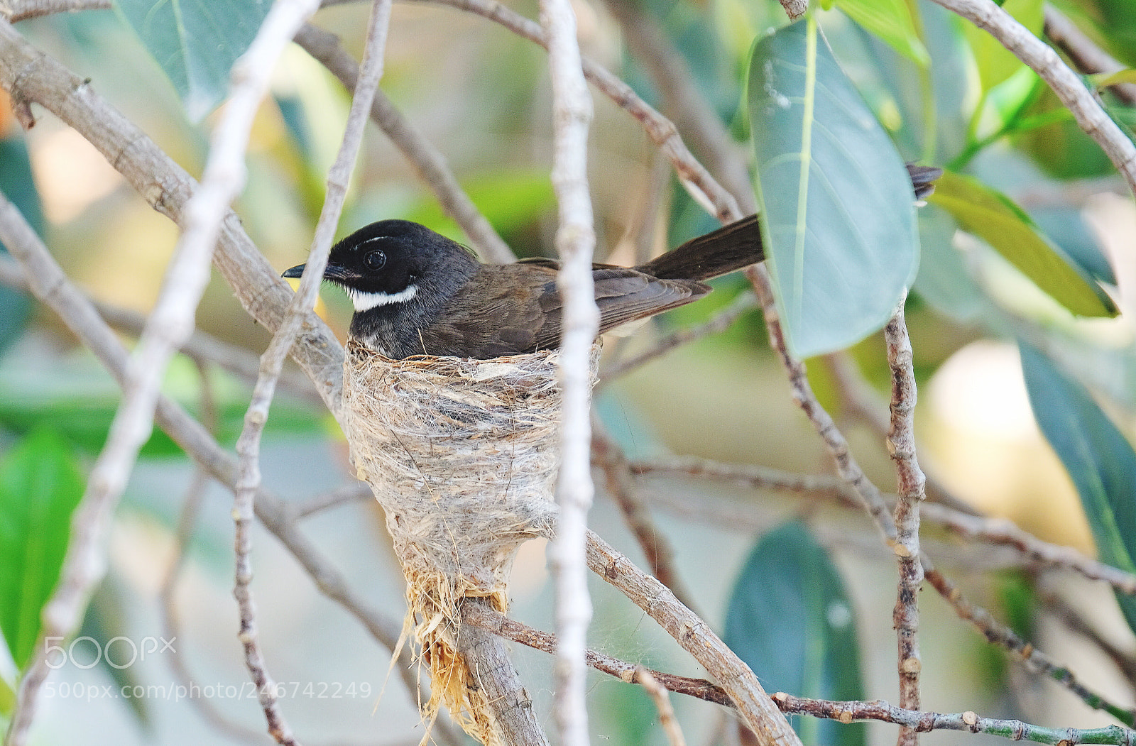 Fujifilm X-Pro2 sample photo. Outside my window photography