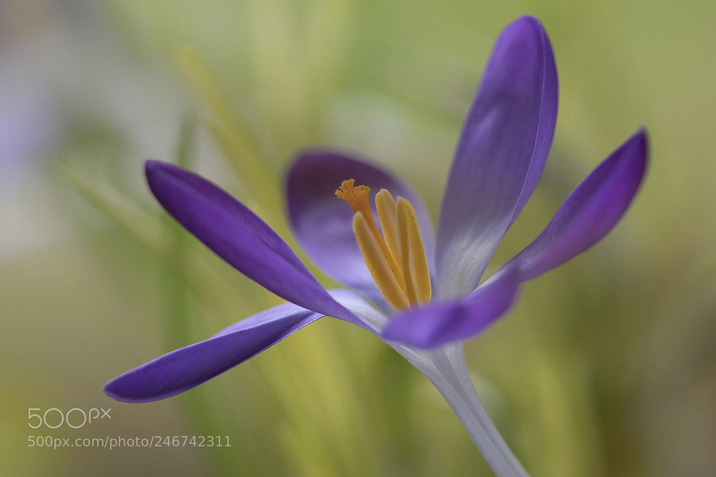 Canon EOS 7D Mark II sample photo. Crocus photography