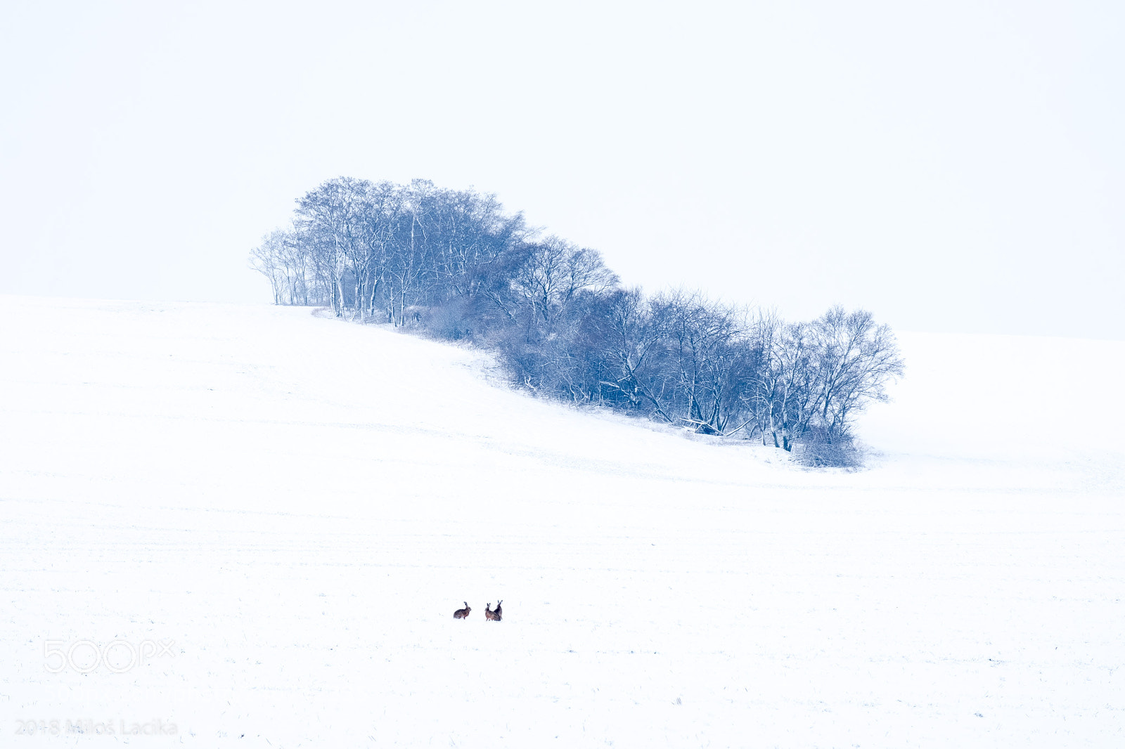 Fujifilm X-Pro2 sample photo. Fields of snow photography