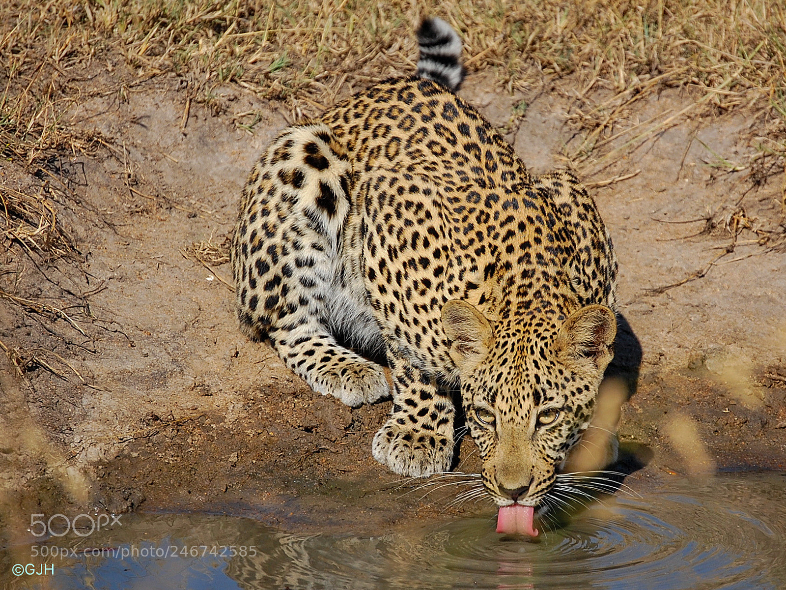 Nikon D40 sample photo. Thirsty and alert photography