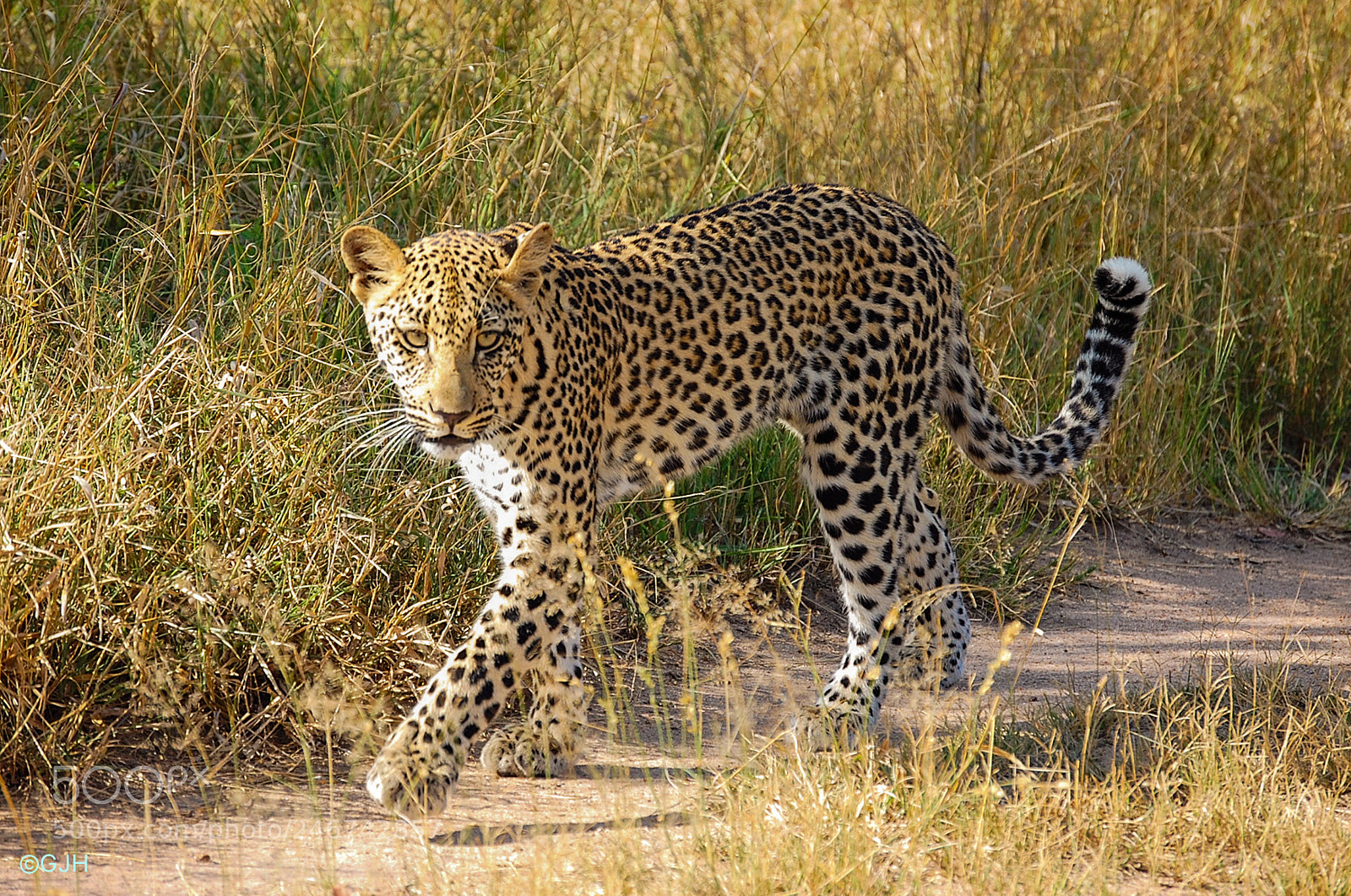 Nikon D40 sample photo. On the prowl photography