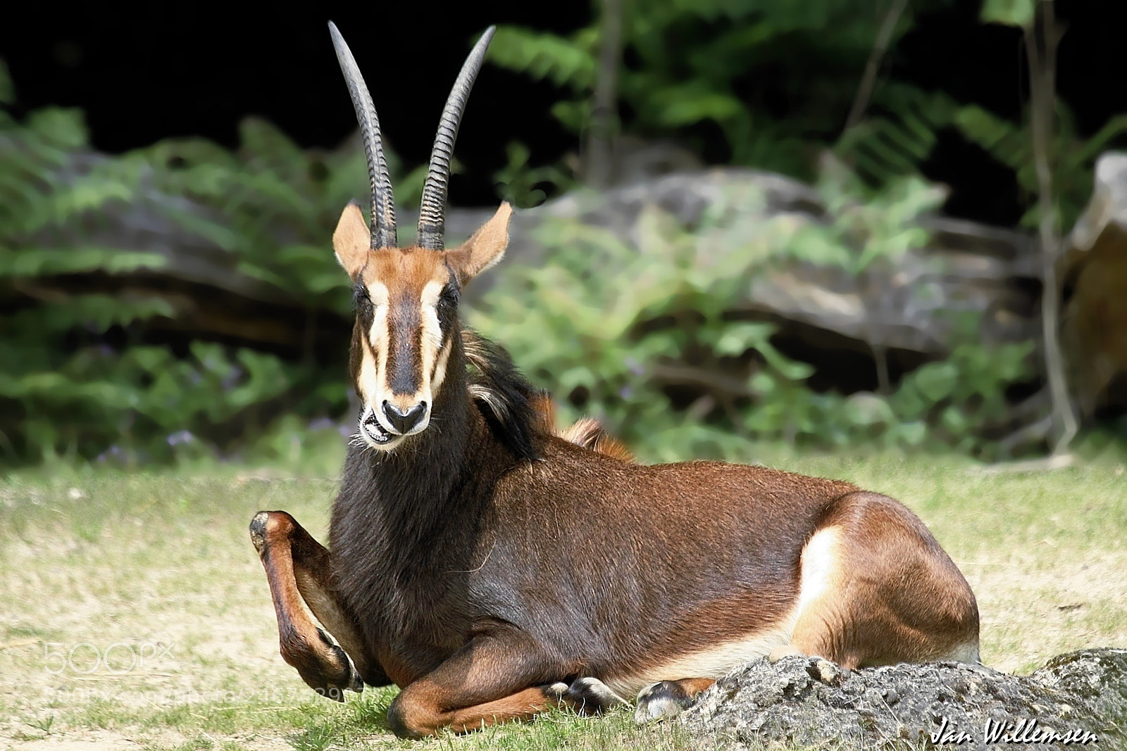 Canon EOS-1D Mark IV sample photo. Sable antelope photography