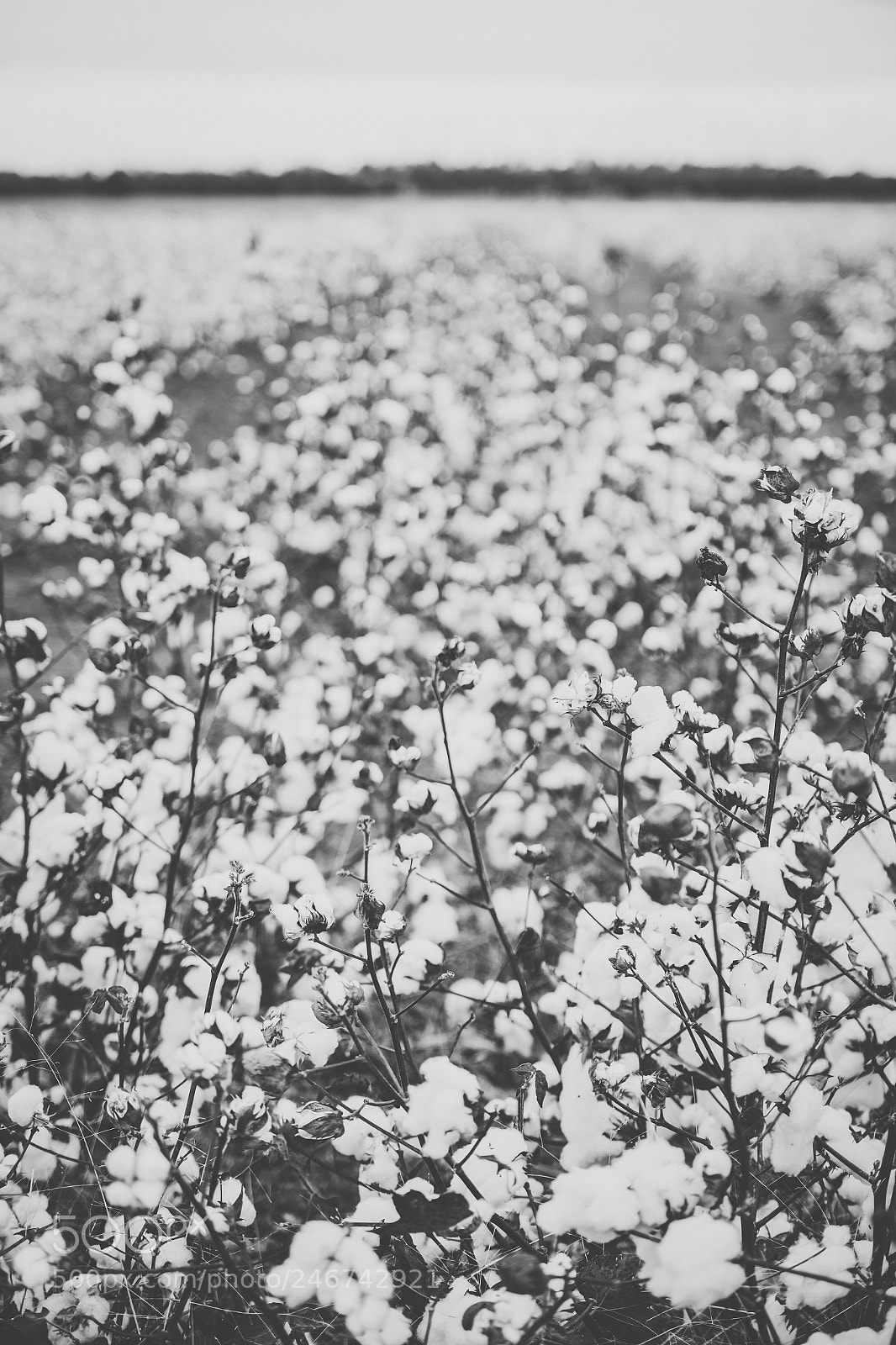 Nikon D800 sample photo. Cotton field in the photography