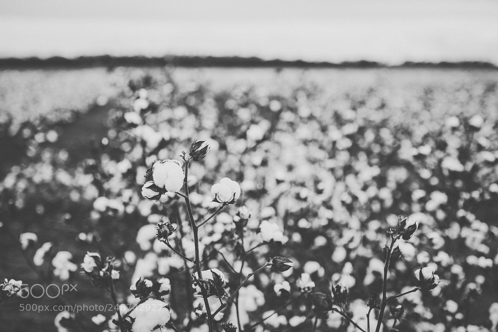 Nikon D800 sample photo. Cotton field in the photography