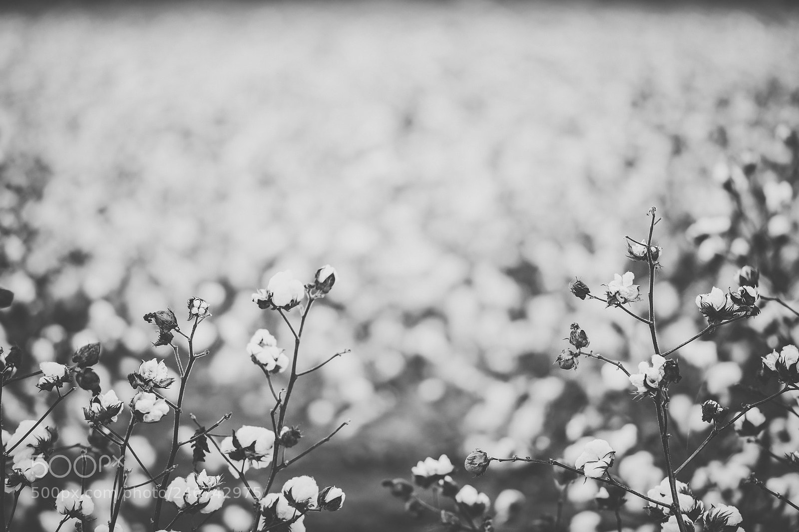 Nikon D800 sample photo. Cotton field in the photography