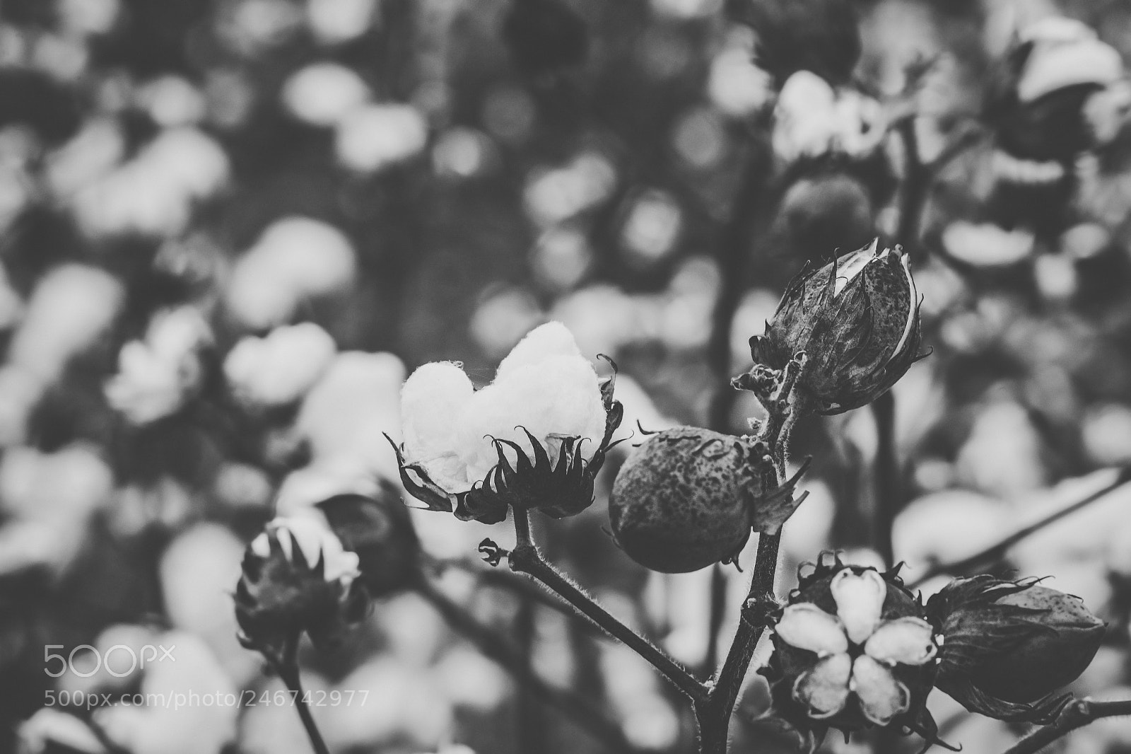 Nikon D800 sample photo. Cotton field in the photography