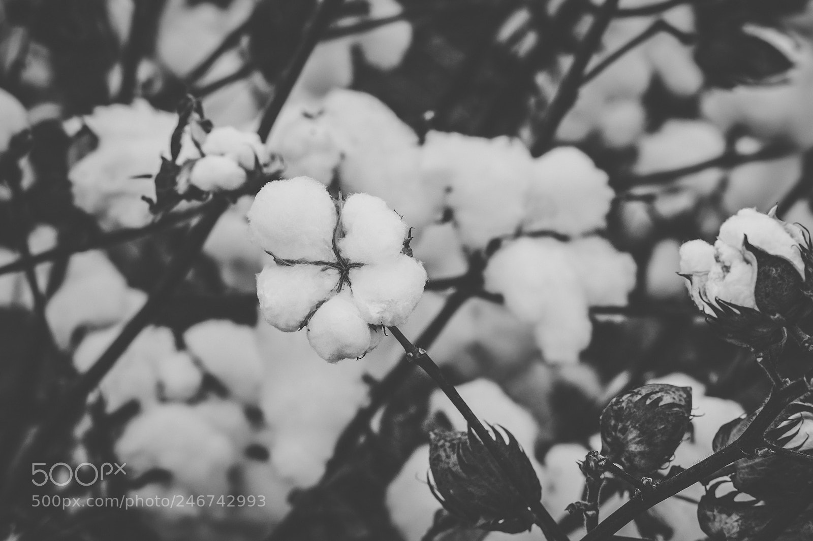 Nikon D800 sample photo. Cotton field in the photography