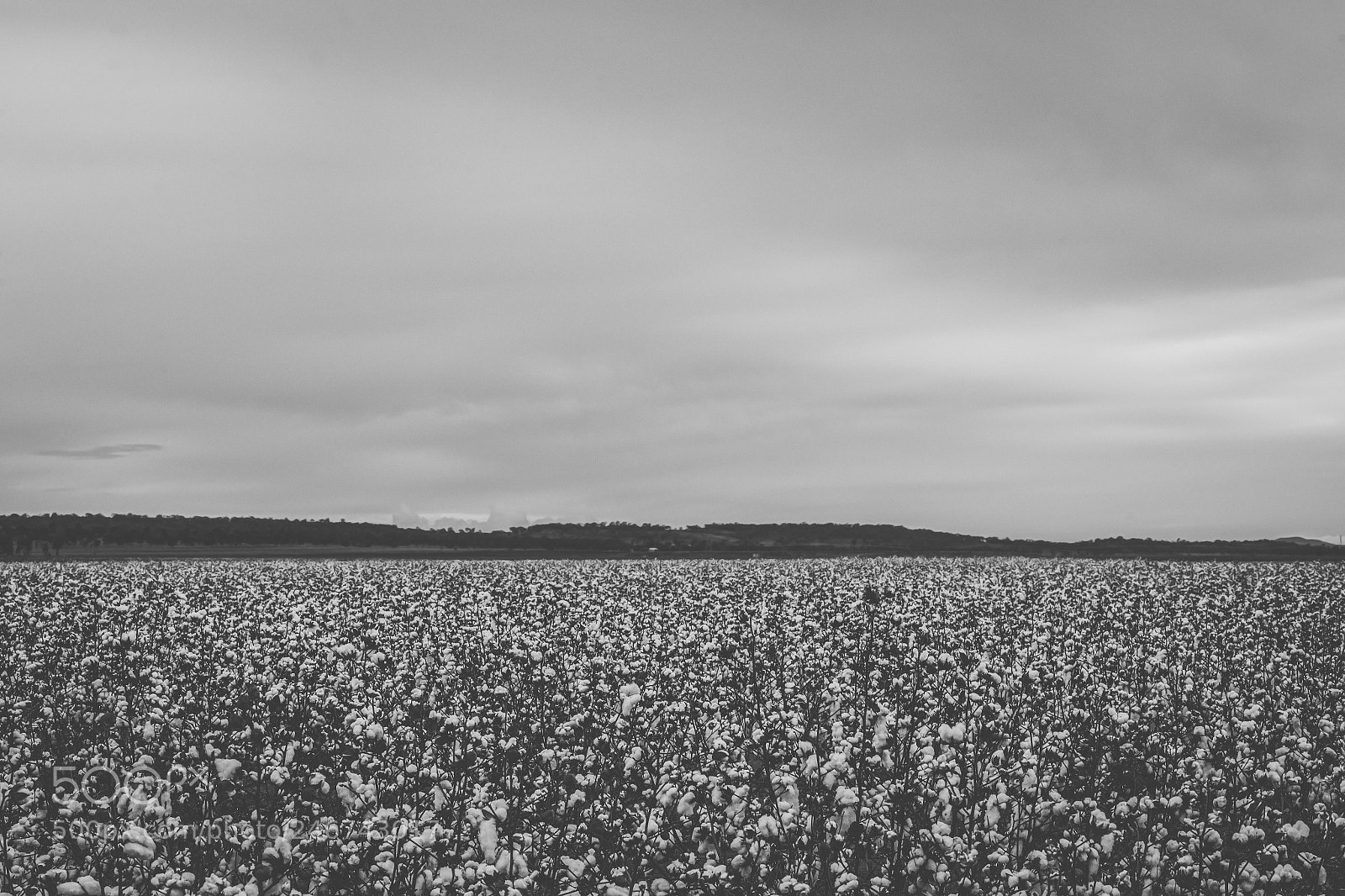 Nikon D800 sample photo. Cotton field in the photography
