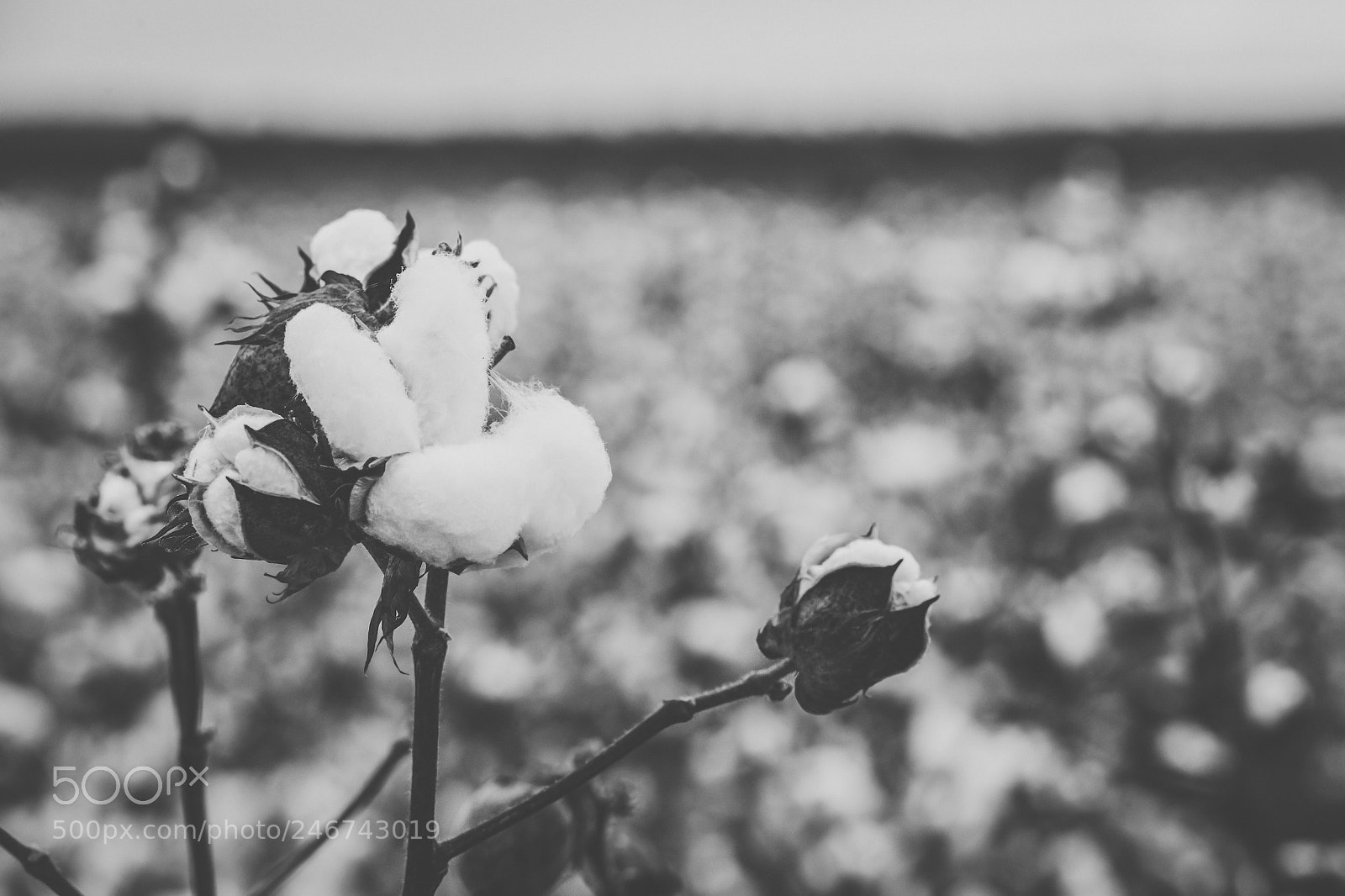 Nikon D800 sample photo. Cotton field in the photography