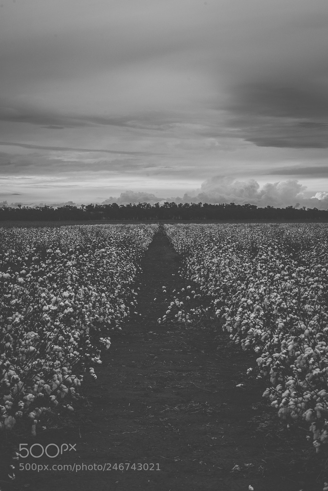 Nikon D800 sample photo. Cotton field in the photography