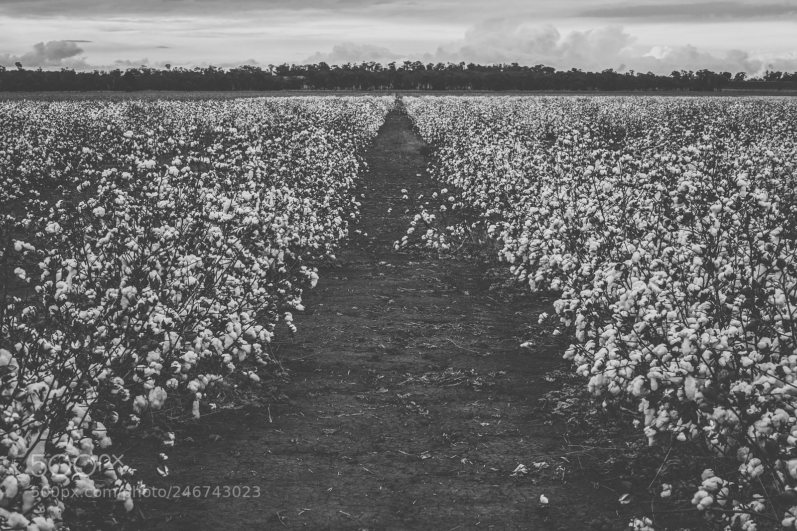 Nikon D800 sample photo. Cotton field in the photography