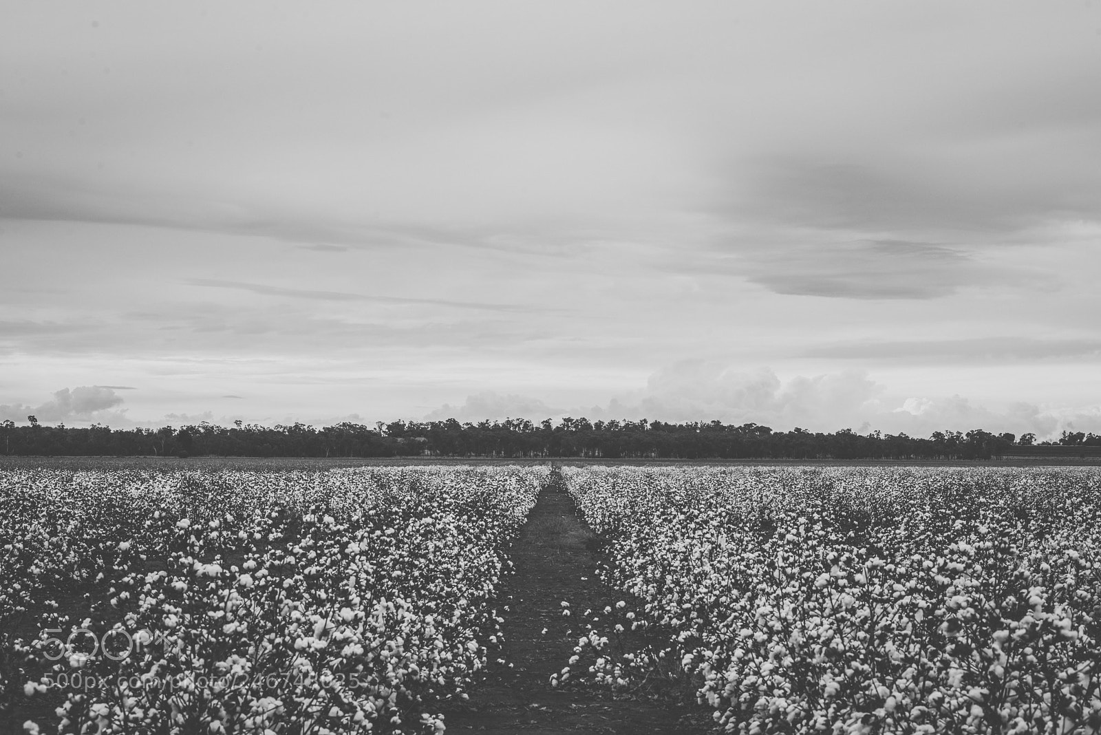 Nikon D800 sample photo. Cotton field in the photography