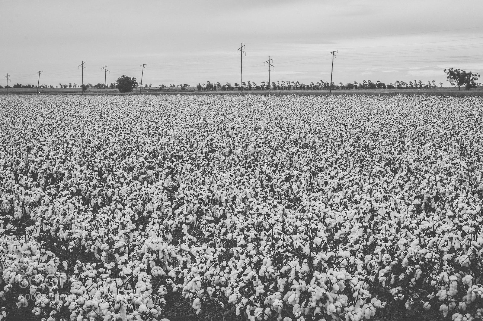 Nikon D800 sample photo. Cotton field in the photography