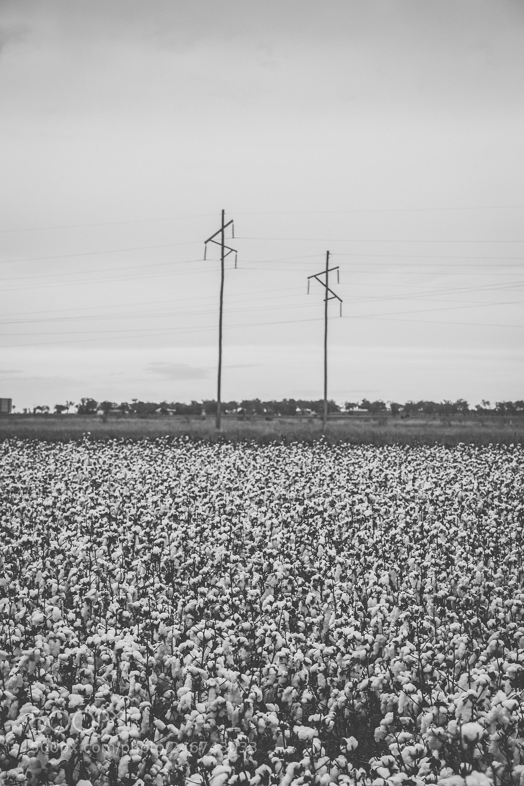 Nikon D800 sample photo. Cotton field in the photography