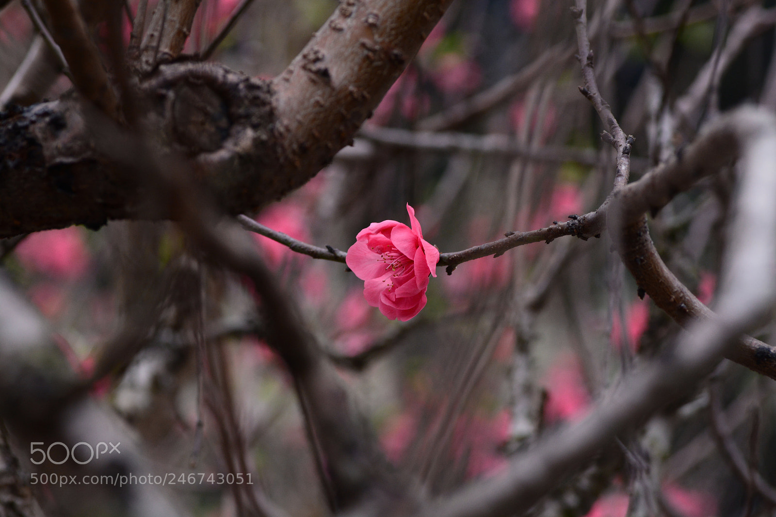 Nikon D7100 sample photo. Untitled photography