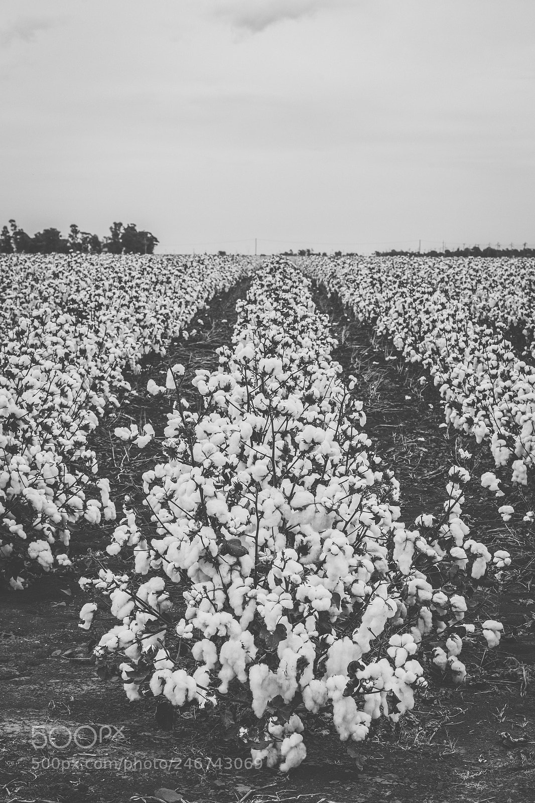 Nikon D800 sample photo. Cotton field in the photography