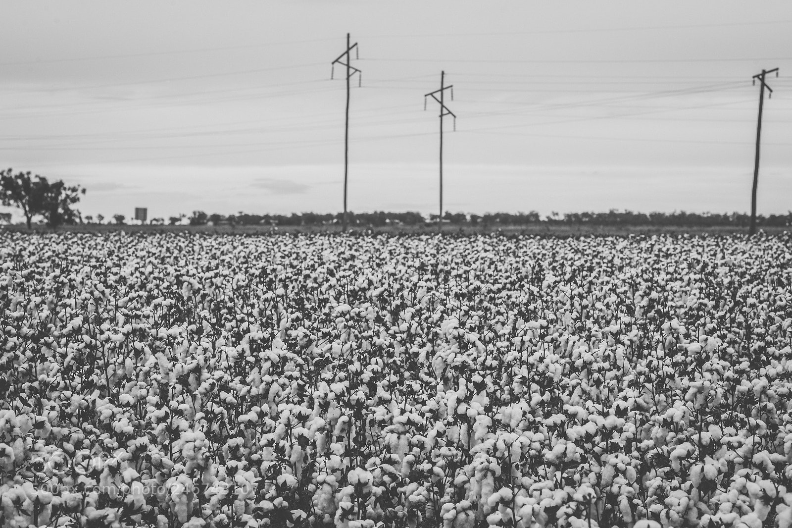 Nikon D800 sample photo. Cotton field in the photography