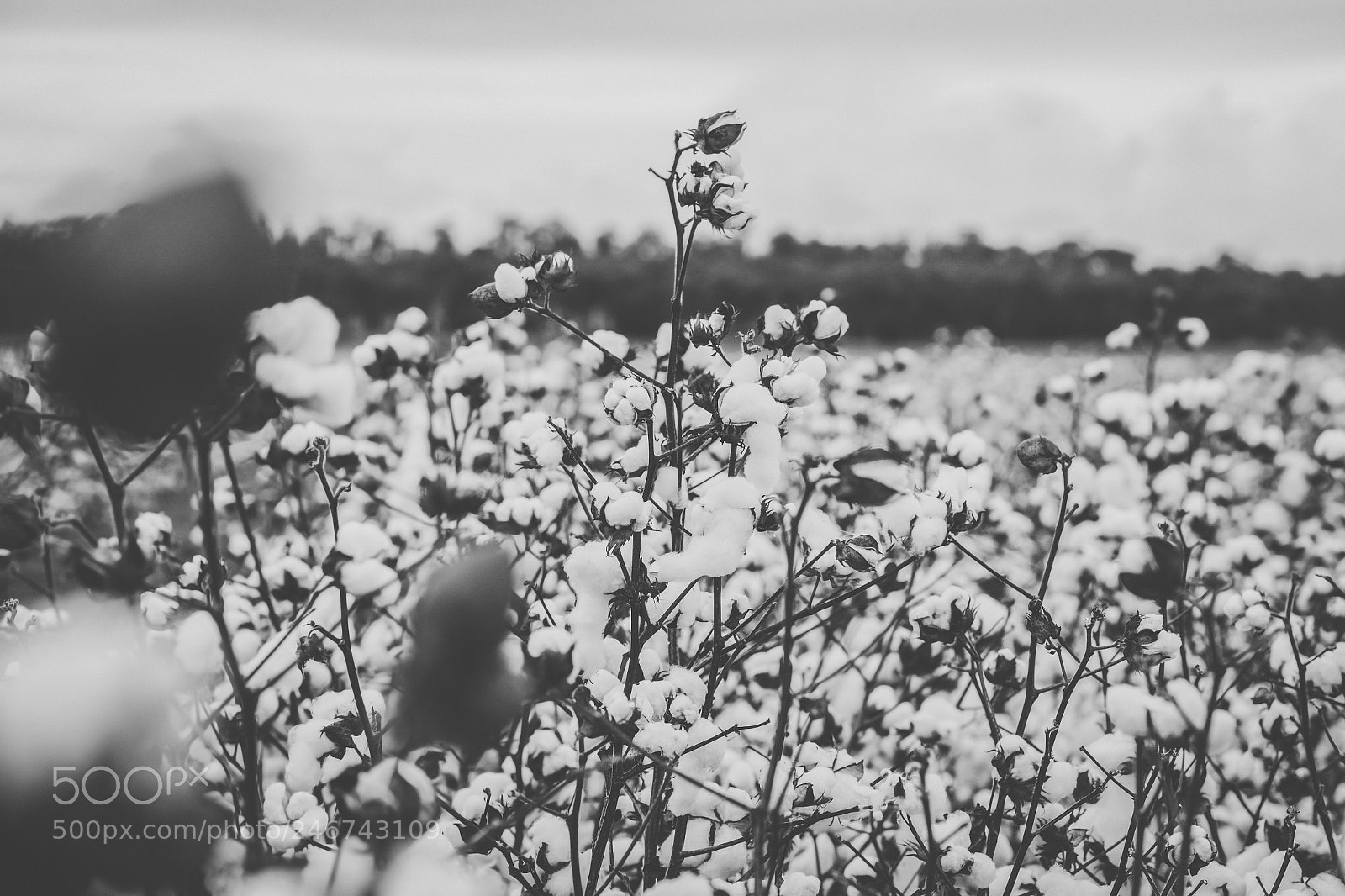 Nikon D800 sample photo. Cotton field in the photography