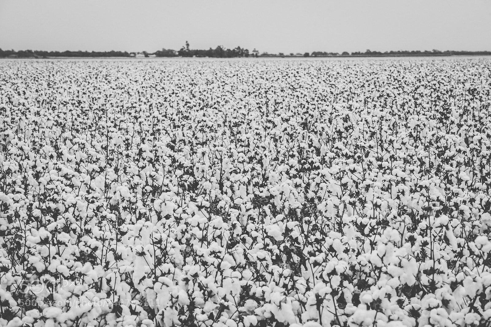 Nikon D800 sample photo. Cotton field in the photography