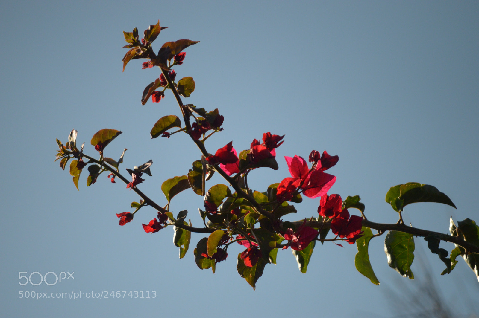 Nikon D3200 sample photo. Flowers on a branch photography