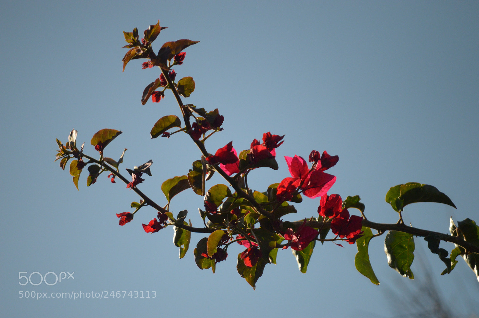 Nikon D3200 sample photo. Flowers on a branch photography