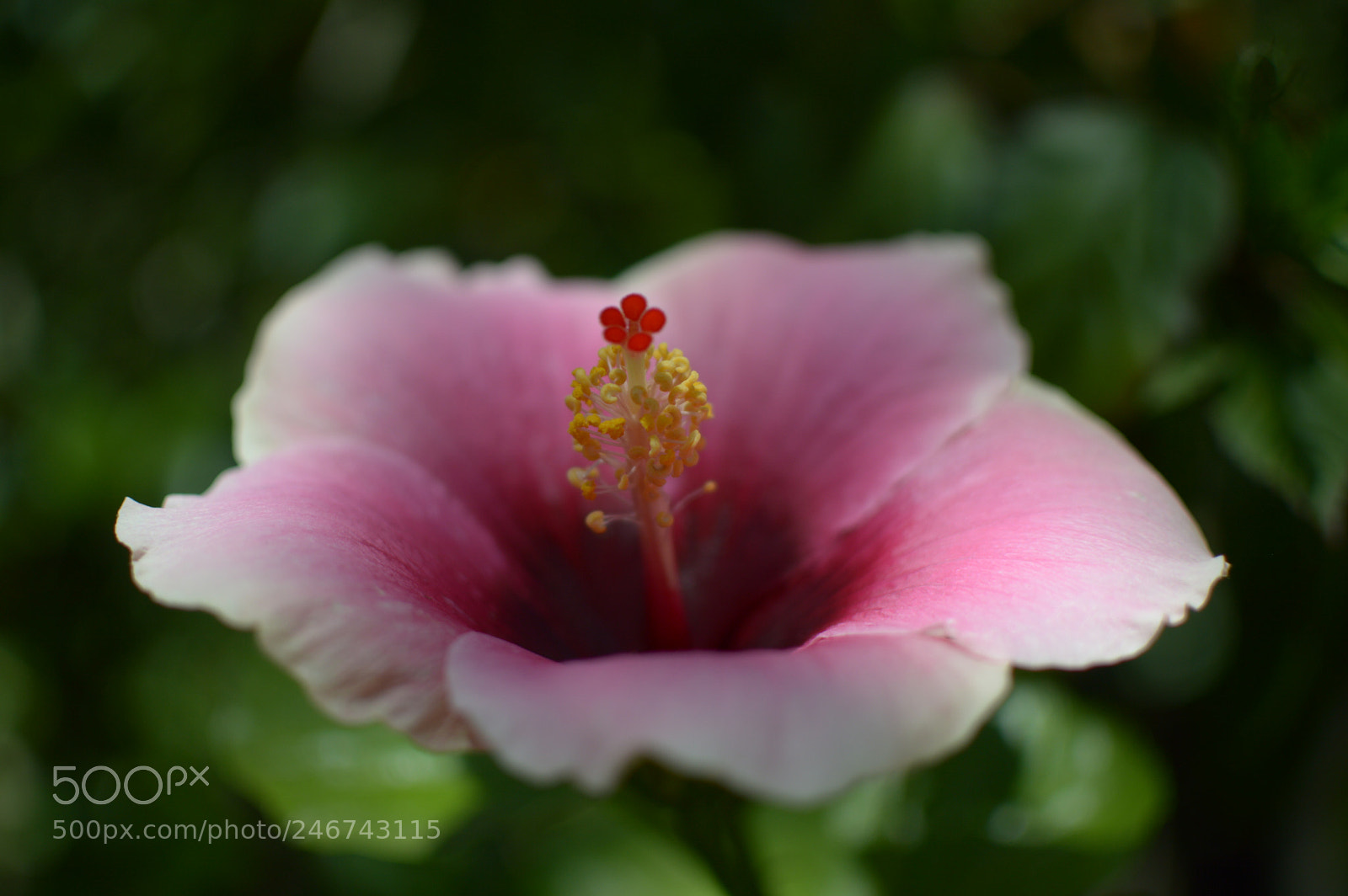 Nikon AF-S DX Nikkor 35mm F1.8G sample photo. Hibiscus pastel flower photography