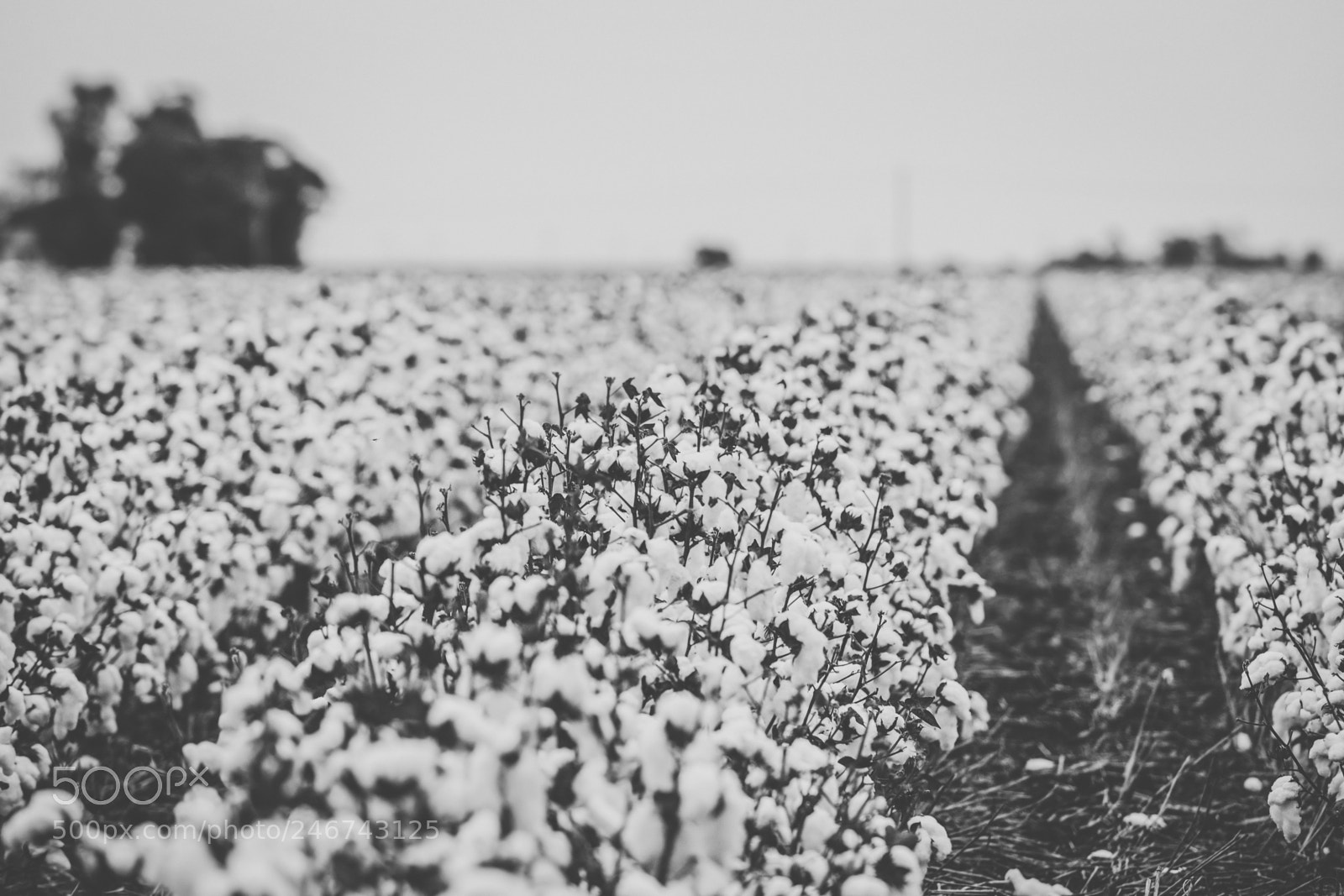 Nikon D800 sample photo. Cotton field in the photography