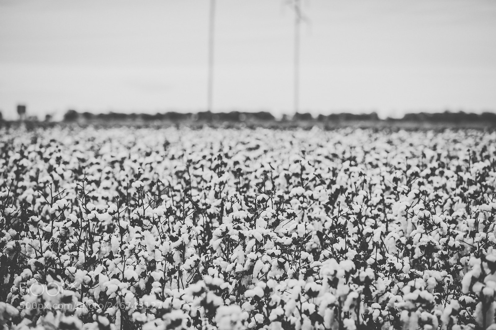 Nikon D800 sample photo. Cotton field in the photography