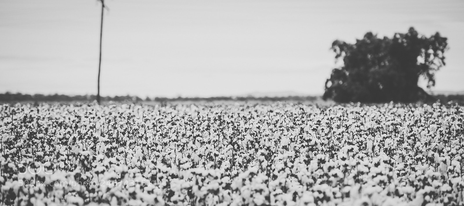 Nikon D800 sample photo. Cotton field in the photography