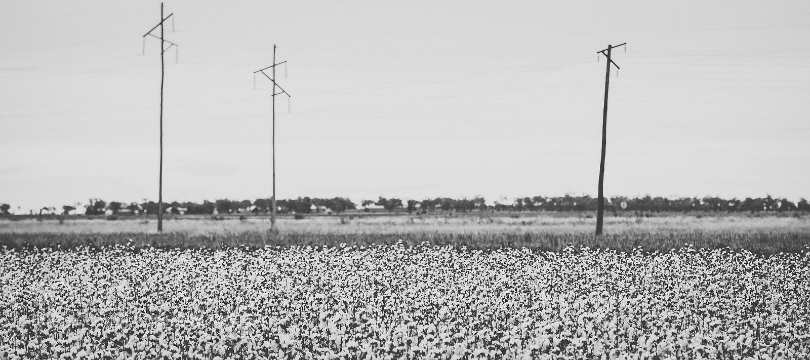 Nikon D800 sample photo. Cotton field in the photography