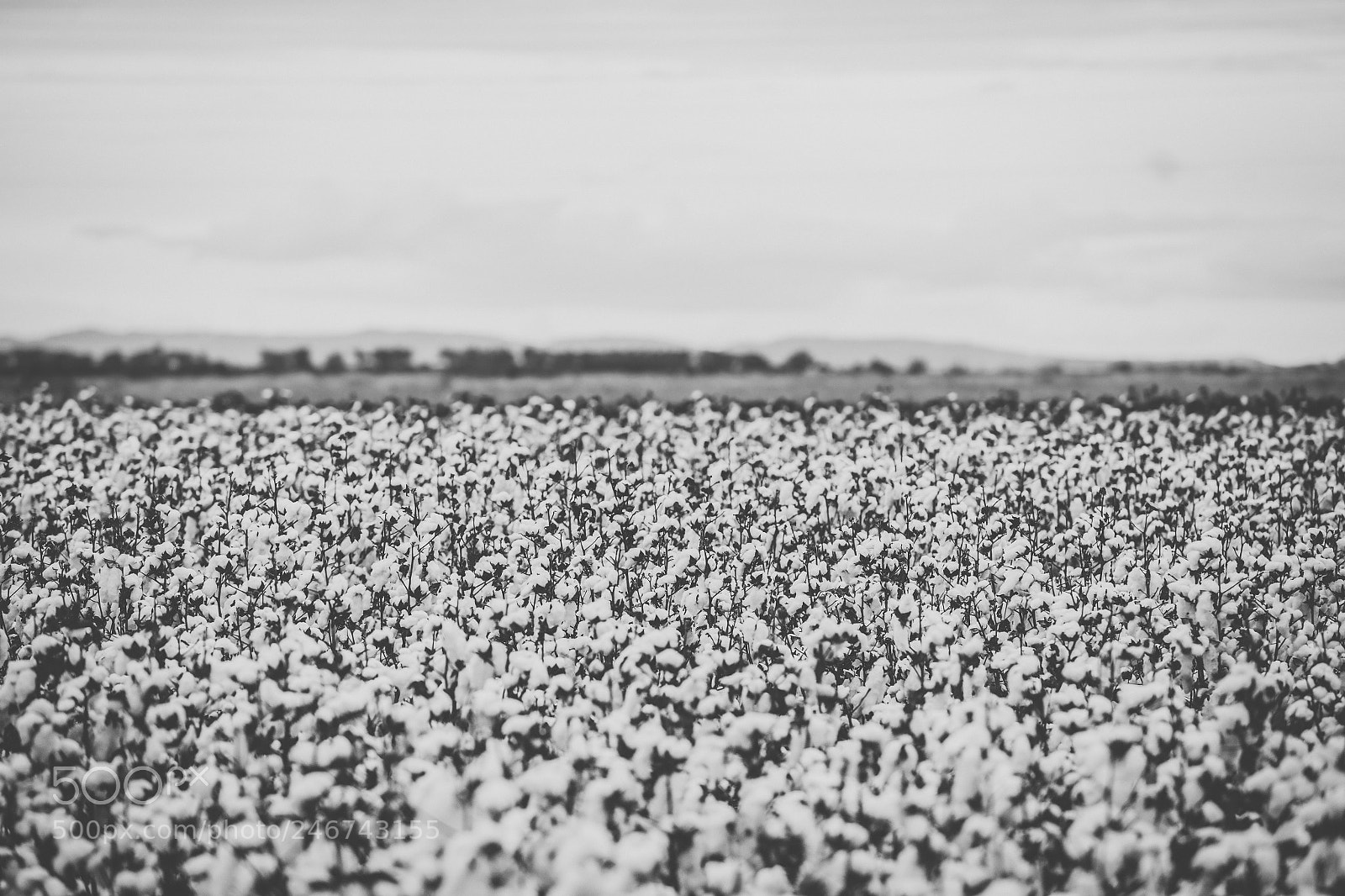 Nikon D800 sample photo. Cotton field in the photography