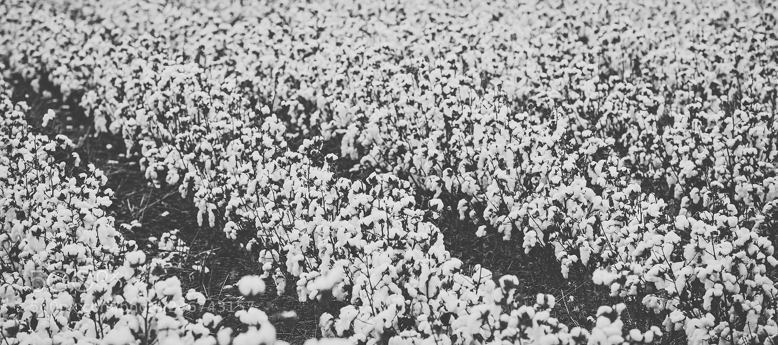 Nikon D800 sample photo. Cotton field in the photography