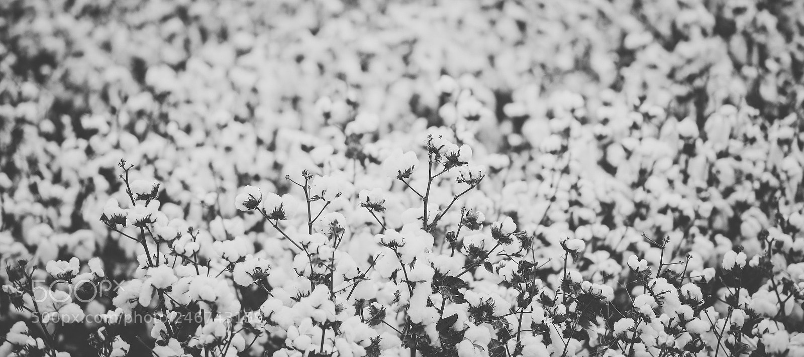 Nikon D800 sample photo. Cotton field in the photography