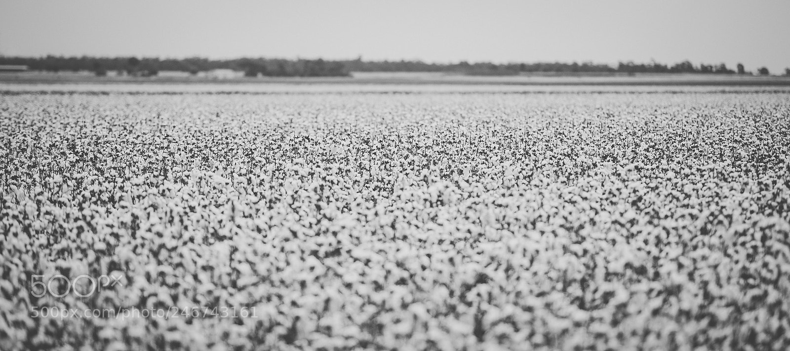 Nikon D800 sample photo. Cotton field in the photography
