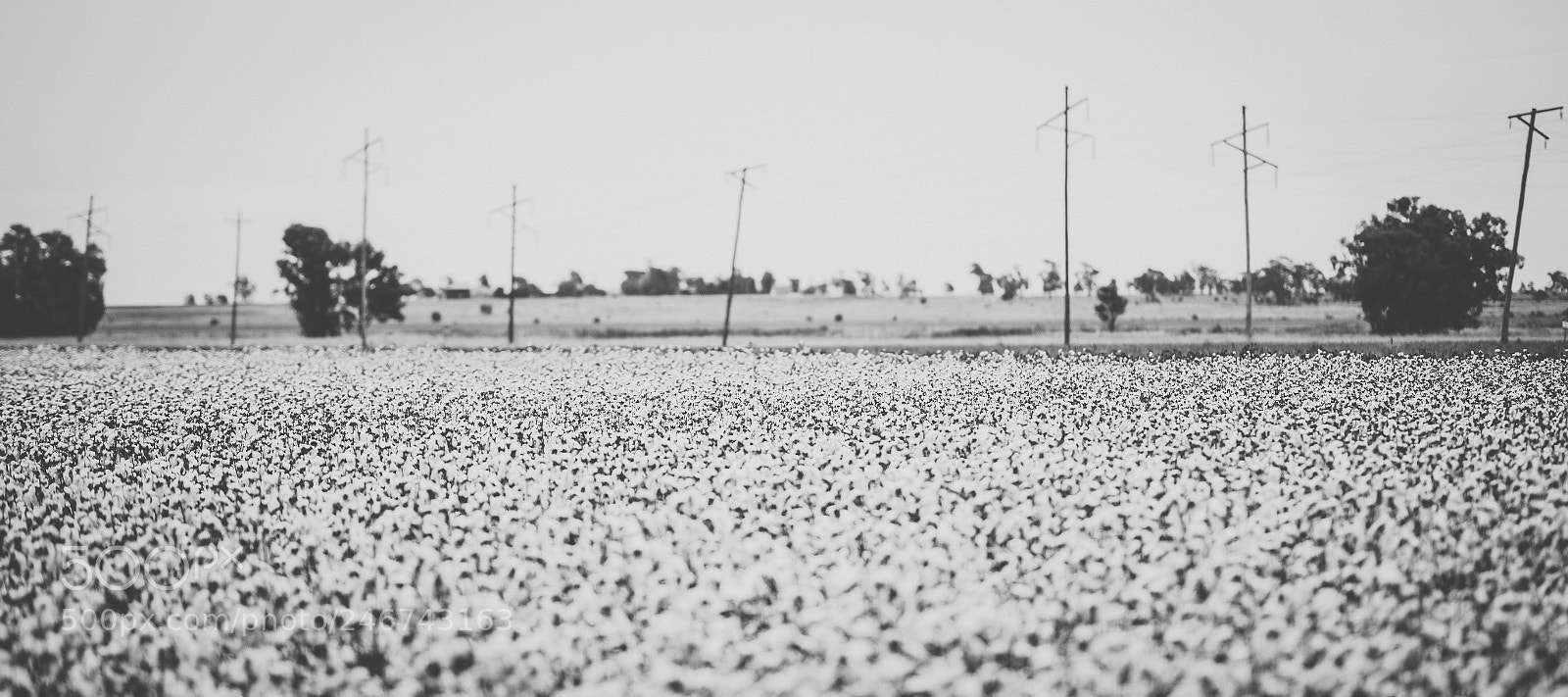 Nikon D800 sample photo. Cotton field in the photography