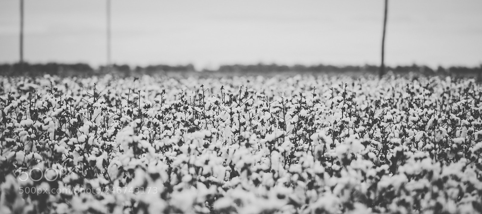 Nikon D800 sample photo. Cotton field in the photography