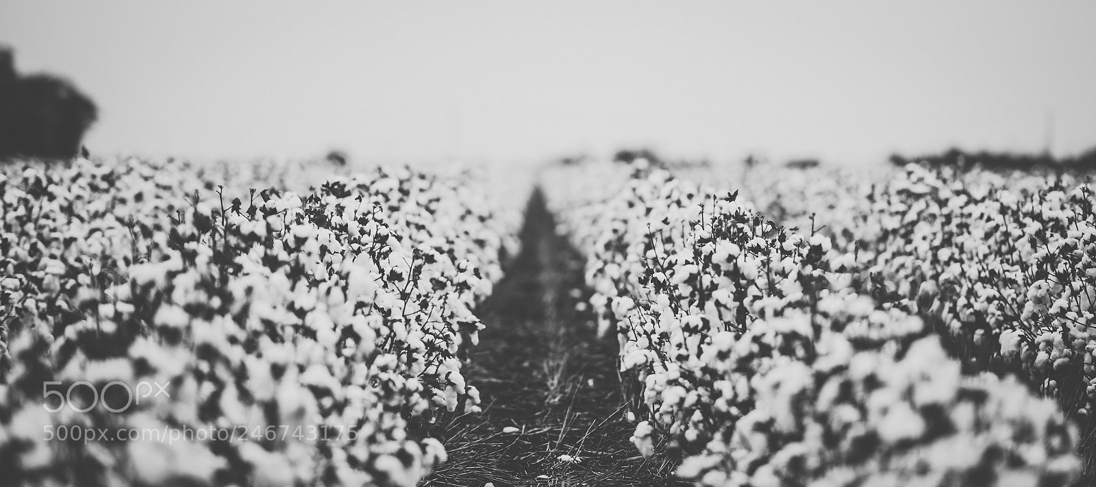 Nikon D800 sample photo. Cotton field in the photography