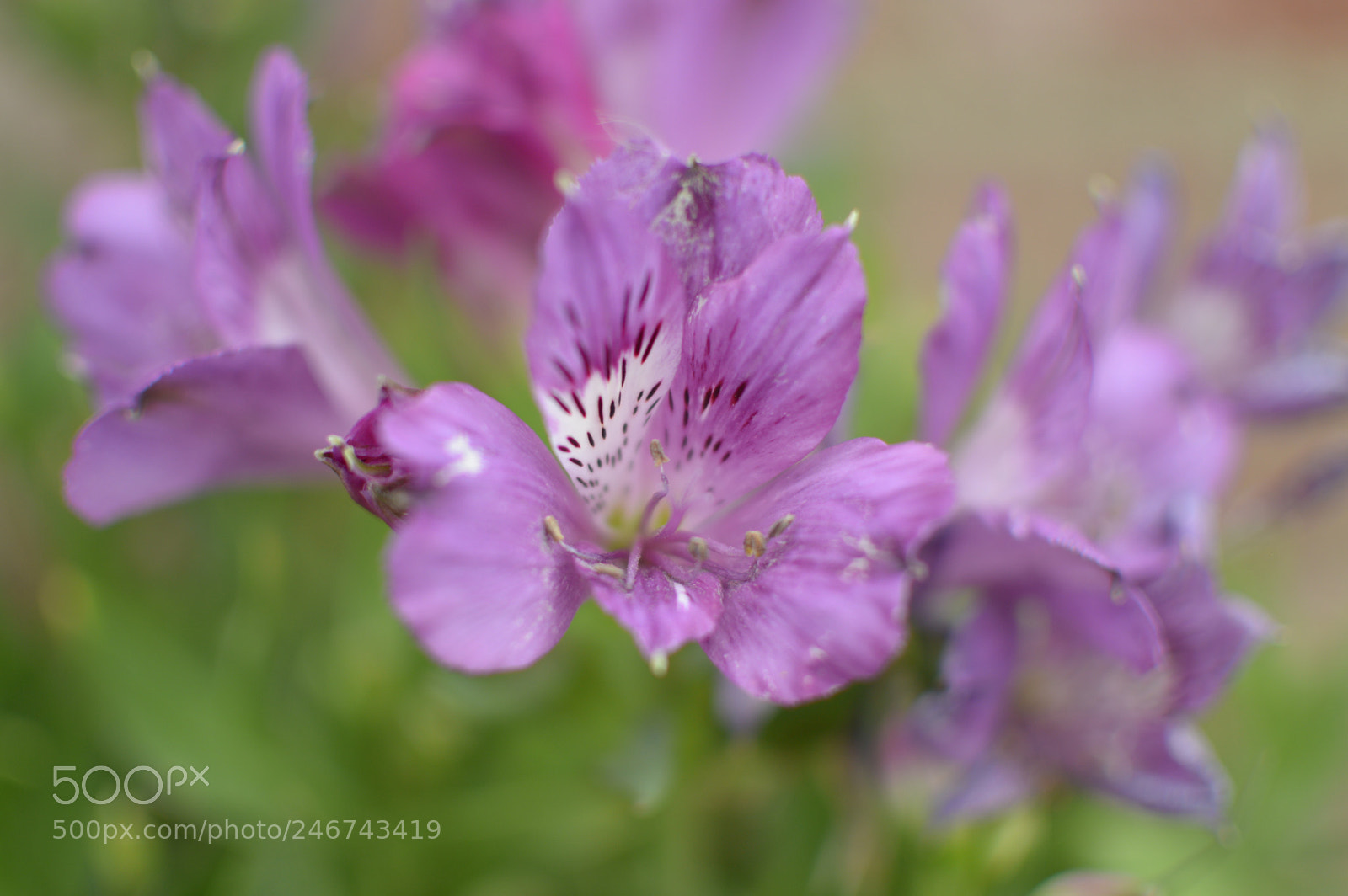 Nikon D3200 sample photo. Purple florals photography
