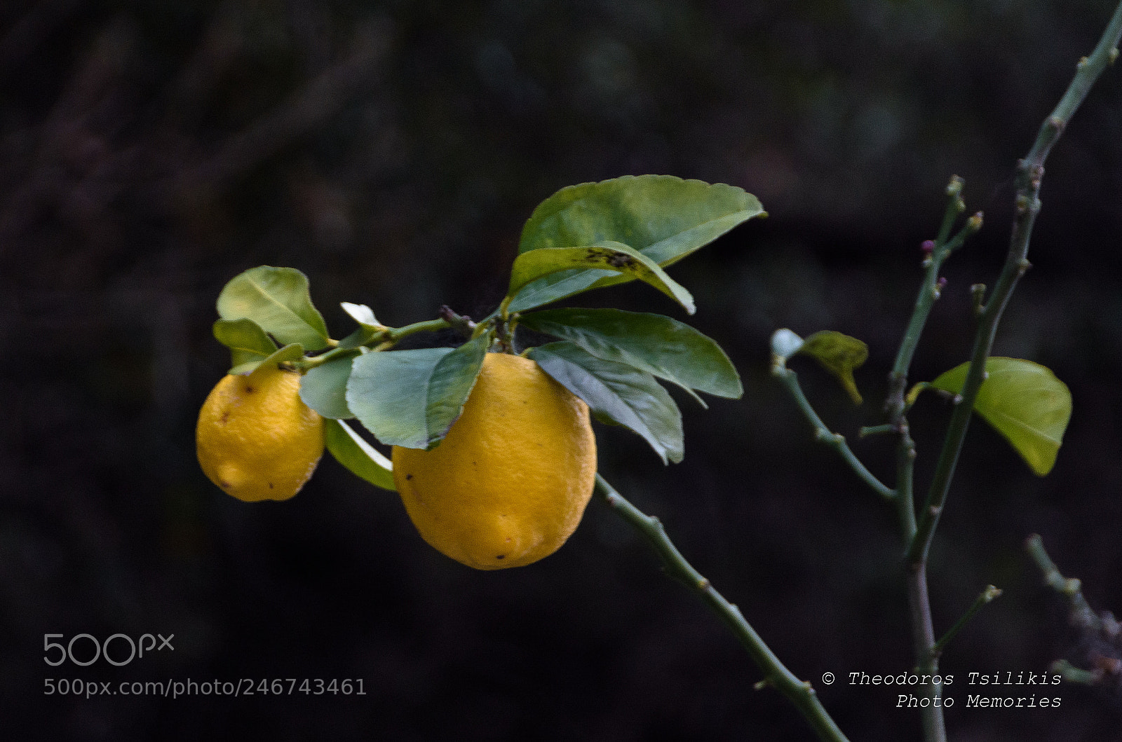 Nikon D7200 sample photo. Crops of nature photography