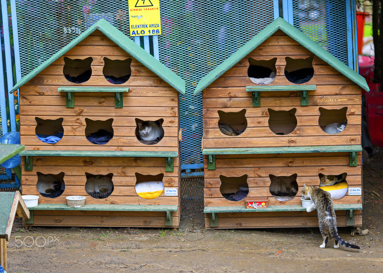 Canon EOS-1D C sample photo. Cats of istanbul photography