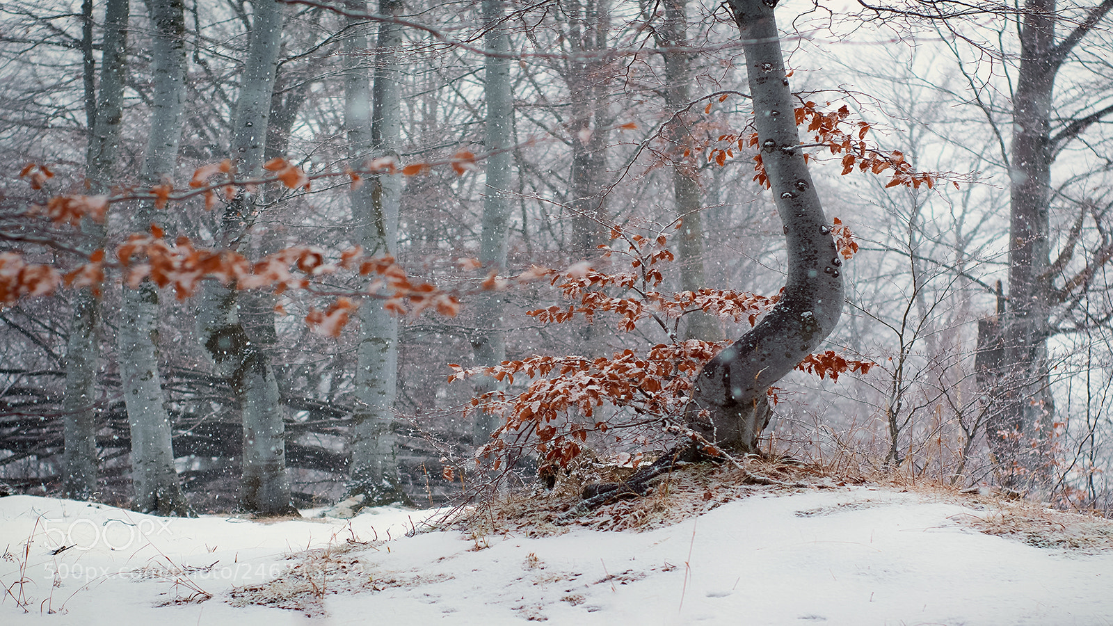 Canon EOS 1300D (EOS Rebel T6 / EOS Kiss X80) sample photo. Winter landscape 2 photography