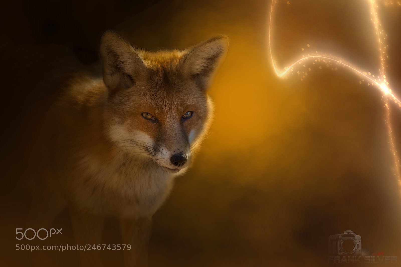 Canon EOS 7D Mark II sample photo. Fox portraid photography