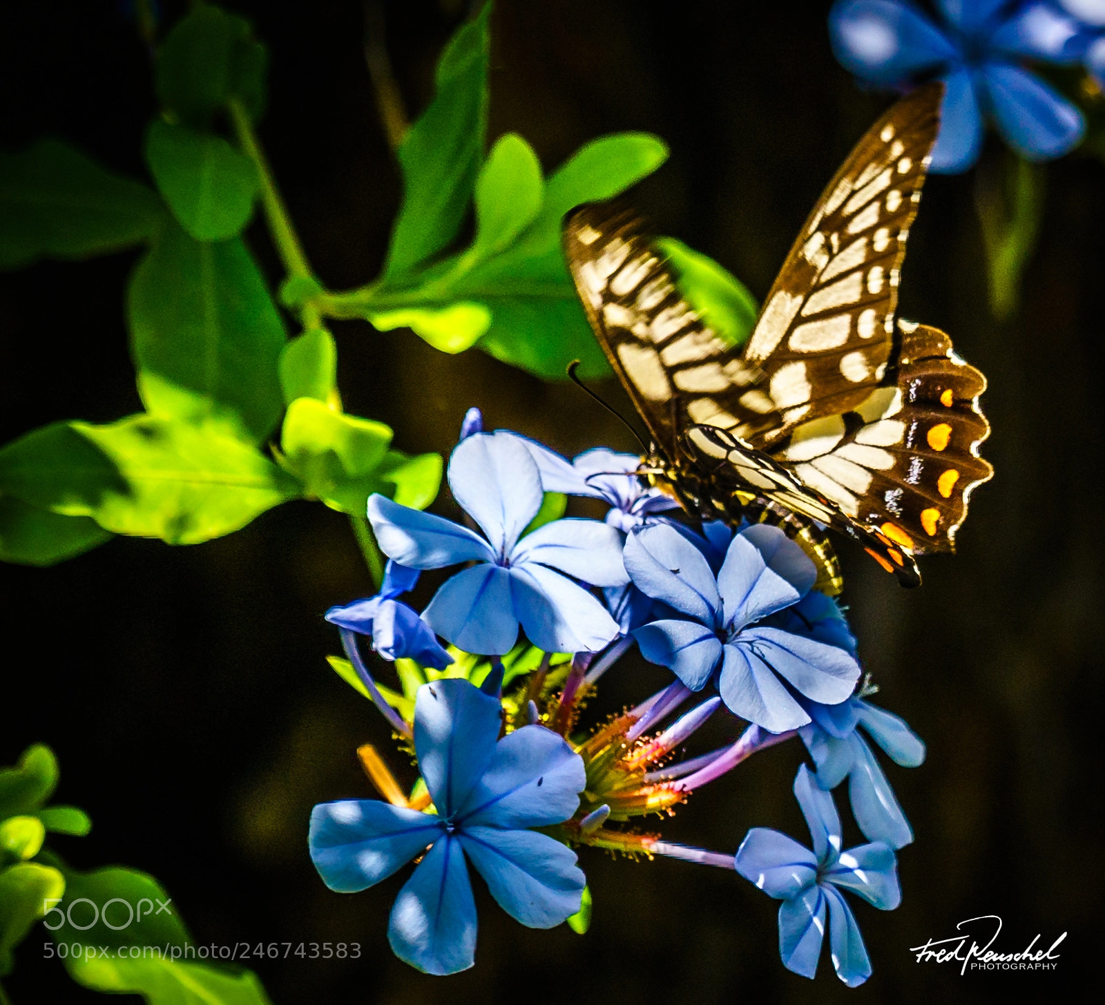 Sony a7R II sample photo. Dingy swallowtail butterfly photography