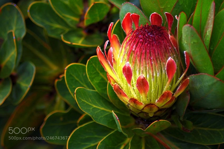 Nikon D7200 sample photo. Protea photography
