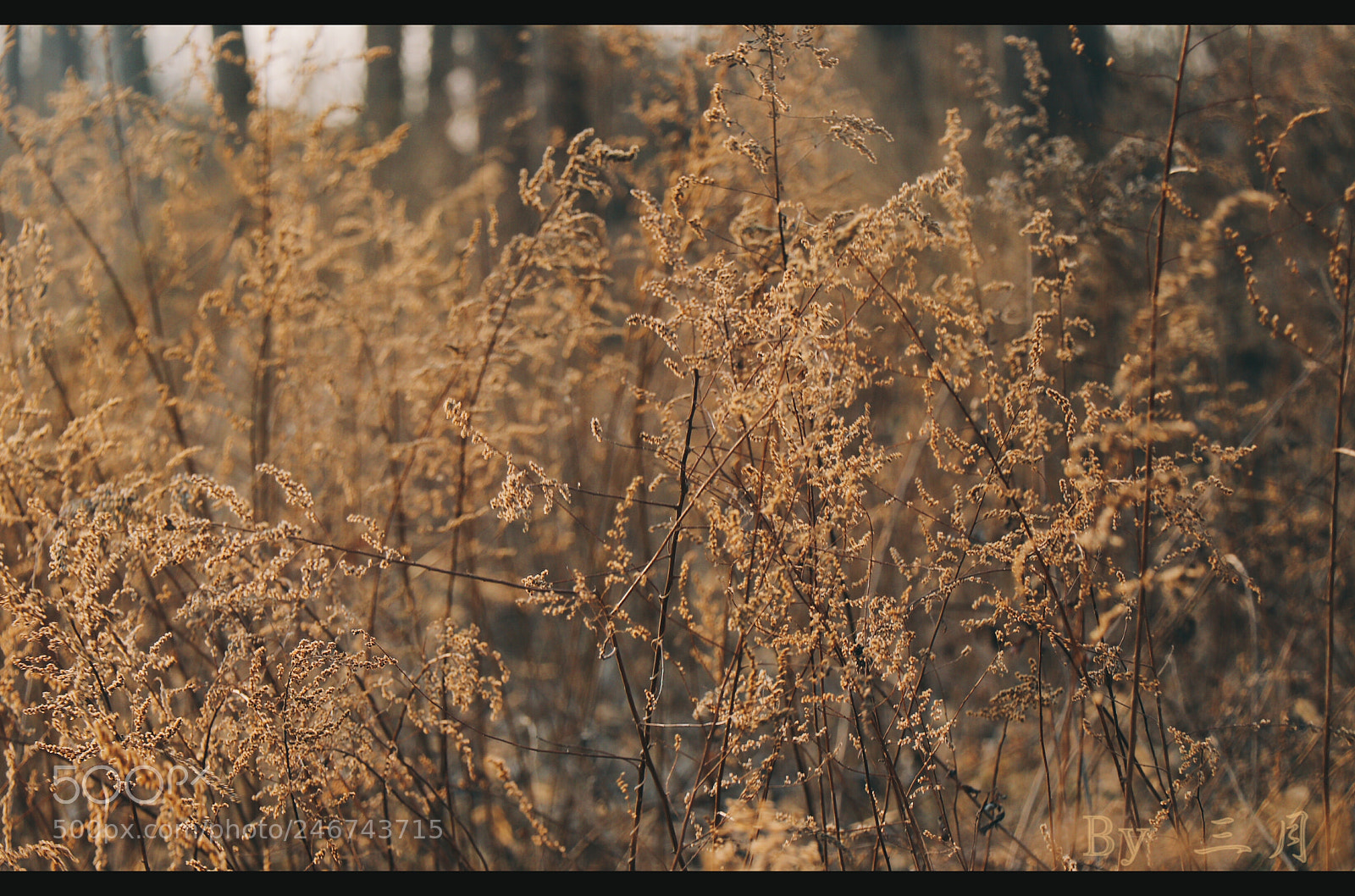 Canon EOS 77D (EOS 9000D / EOS 770D) sample photo. Untitled photography