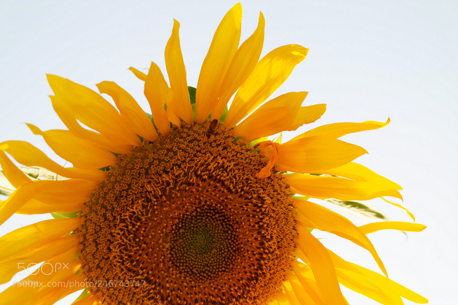 Samsung NX30 sample photo. ... photography